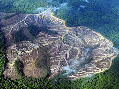 amazon-rainforest-deforestation-wallpaper-2.jpg